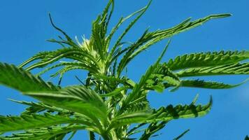 Cannabis Pflanze gegen das Blau Skyjuana Blätter Nahansicht video
