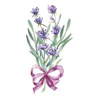 Lavender Watercolor Illustration. Provence Herbs Hand Painted isolated on white background.  Perfect for wedding invitations, bridal shower and  floral greeting cards vector