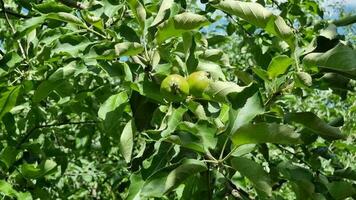 green apples on a branch of an apple tree in the orchard video