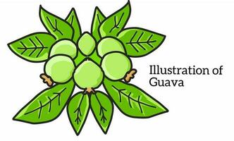 Illustration of a bunch of guava fruit with its dense leaves isolated on white background. Flat design. vector