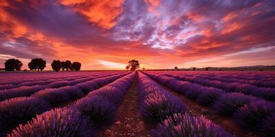 . . Photo realistic illustration of pink romantic farm lavendar field landscape. Graphic Art