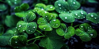 . Photo realistic illustration of top view green fresh clover leafes. Irish symbol. . Graphic Art