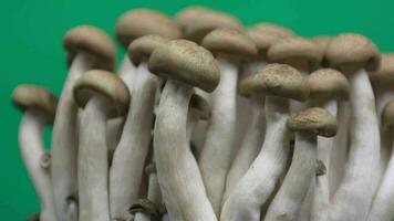 Closeup of mushroom on green background video
