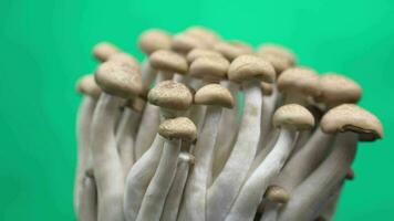 Closeup of mushroom on green background video