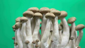 fermer de champignon sur vert Contexte video