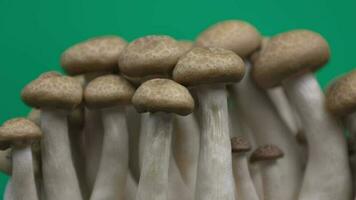 Closeup of mushroom on green background video