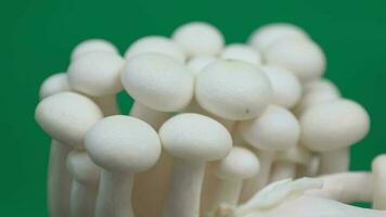 Mushroom, green screen, green screen of mushroom, closeup of mushroom video