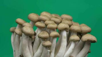 fermer de champignon sur vert Contexte video