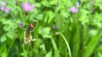 lieveheersbeestje tussen planten in groen natuur video