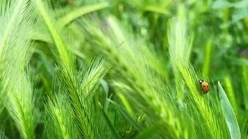 Marienkäfer unter Pflanzen im Grün Natur video