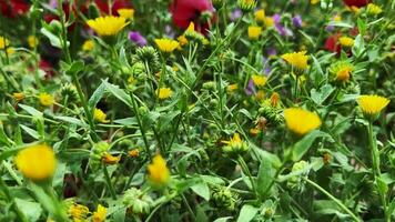 plantas y flores bailando con el viento en naturaleza video