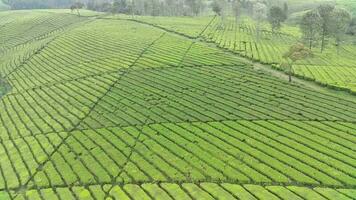 4K footage Aerial view of beautifully patterned tea fields. Natural landscape footage concept. video