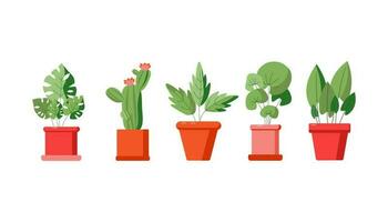 Home plants set. Plant Care.  House plant in a pot.  Potted plant .  Vector, illustration, vector