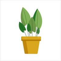 Home plant in a yellow pot. Plant Care.  House plant in a pot.  Potted plant .  Vector, illustration, vector