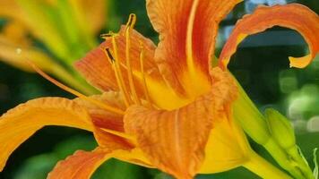 Orange daylily on a background of green foliage in the garden video