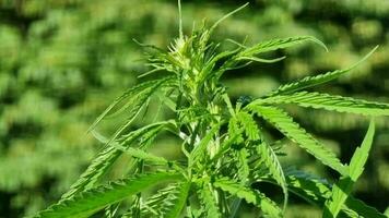 Cannabis Sativa Pflanze mit Blätter und Blumen Nahansicht video