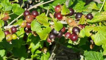 Ripe black currant berries on a branch in the garden. video