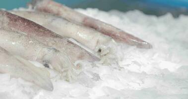 Squids Lay Out On Top Of Ice. close up video