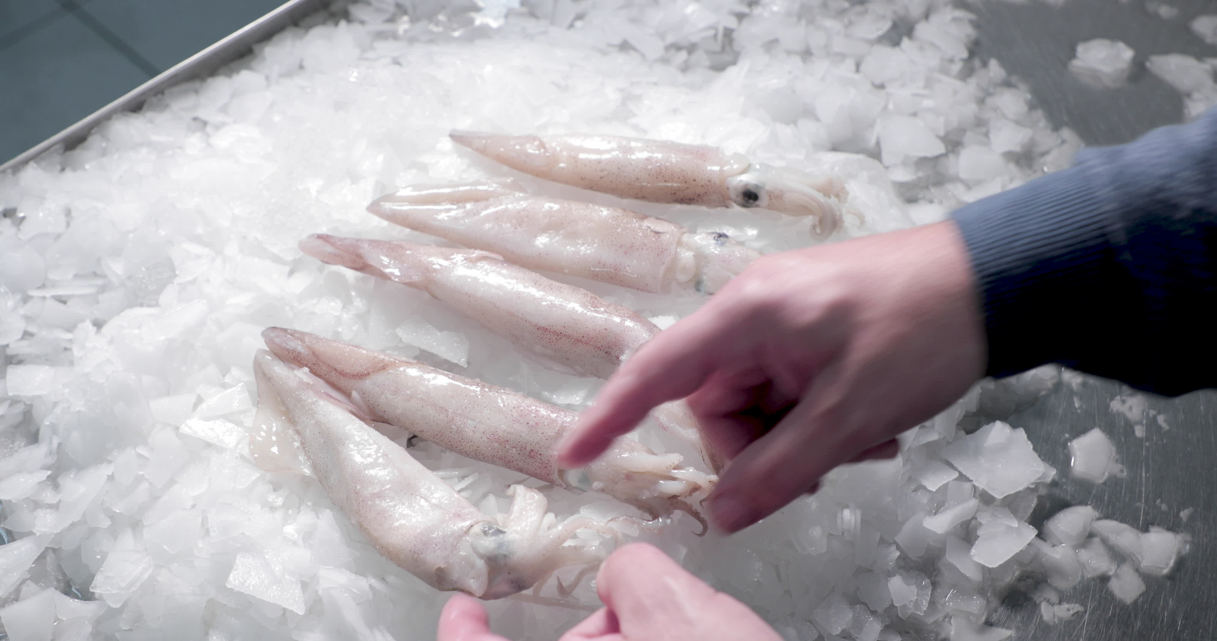 Man Arranges The Squid On The Top Of The Ice. close up 23798122 Stock