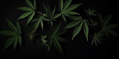 . . Photo macro shot of realistic cannabis leaves on dark moody black background. Can be used for medicine promotion or graphic design. Graphic Art