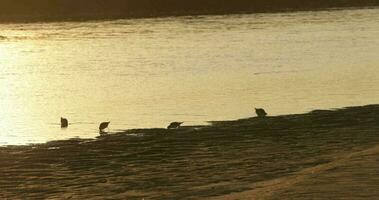 scénique vue à le vieira plage avec troupeau de mouettes patauger et en mangeant sur le sablonneux rive à le coucher du soleil temps dans le Portugal. - large coup video