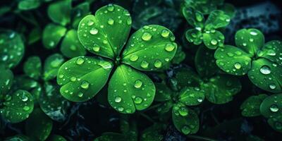 . Photo realistic illustration of top view green fresh clover leafes. Irish symbol. . Graphic Art