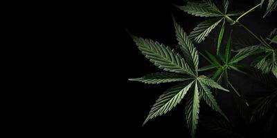 . . Photo macro shot of realistic cannabis leaves on dark moody black background. Can be used for medicine promotion or graphic design. Graphic Art