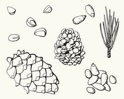 Cedar nuts set. line art. White background, isolate. vector illustration.