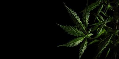 . . Photo macro shot of realistic cannabis leaves on dark moody black background. Can be used for medicine promotion or graphic design. Graphic Art