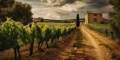 . . Vineyard at South France provence. WIne plant garden harvest. Romantic relax chill vibe. Graphic Art photo