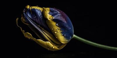 . . Blue and yellow aesthetics beautiful tulip flower in color of Ukraine. Romantic love vibe. Graphic Art photo