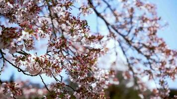 Beautiful pink cherry flowers blooming in springtime video