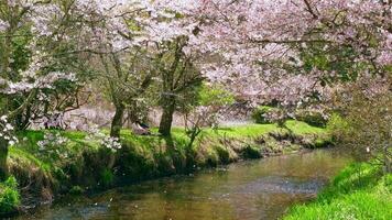 Sakura fallen im das Fluss mit romantisch japanisch Paar video