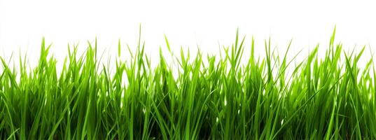 Grass isolated on white background. photo