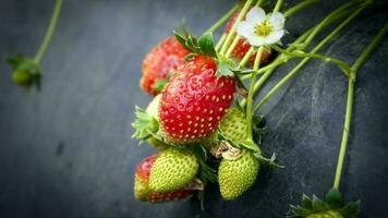 Ripe and unripe strawberries on a branch isolated, Strawberries in garden isolated on black backgound photo