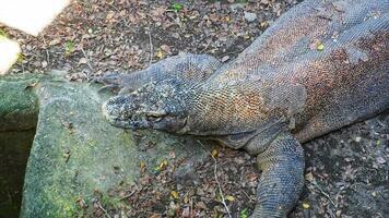 majestuoso komodo continuar el mas grande lagartija en tierra foto