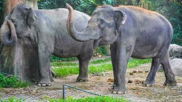 el gracia y poder de sumatra elefantes un hermosa Disparo de dos majestuoso criaturas foto