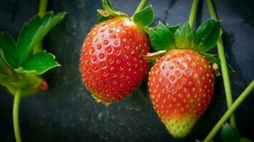 Fresco maduro fresas en un rama, fresas en un jardín aislado en negro foto