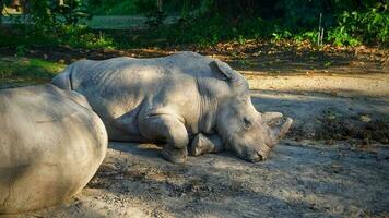 grande rinoceronte dormido en bali safari parque foto