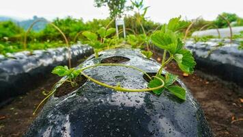 creciente medios de comunicación para fresa plantas en el jardín con bolsas de polipropileno foto