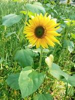 It is a sunflower flower. A yellow flower. Very attractive to look at. photo