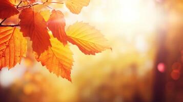 Autumnal leave background with sunlight. photo