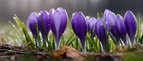 Spring flowers of blue crocuses in the rain. photo