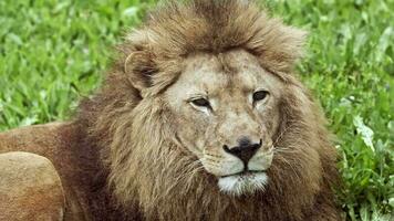 africain Masculin Lion séance sur herbe à la recherche à caméra video