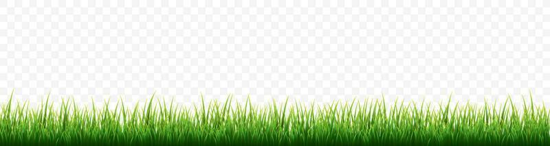 Green grass border set on transparent background. Vector Illustration