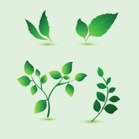 Premium set of green leaves. vector