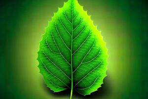 Green leaf, nature background. photo