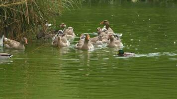 Flock of Goose Floating Slowly Over Green Lake video
