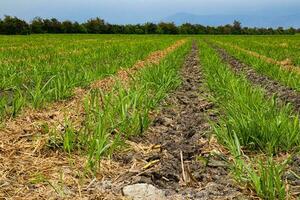 azúcar caña campo a valle del Cauca región en Colombia foto