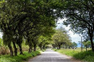 Tree canopy over an unpaved rural road at El Cerrito in the Valle del Cauca region in Colombia photo